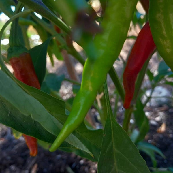 Chilis Preis pro 100 Gr