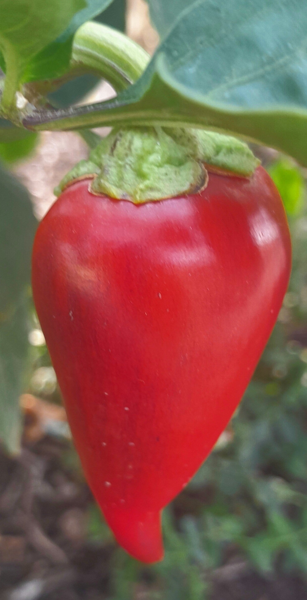 Snackpaprika Preis pro Kg.