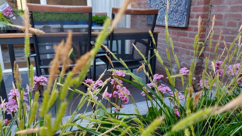 hond speelt met waterslang