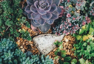 sedum beplanting