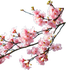 blossomandbreathewellness