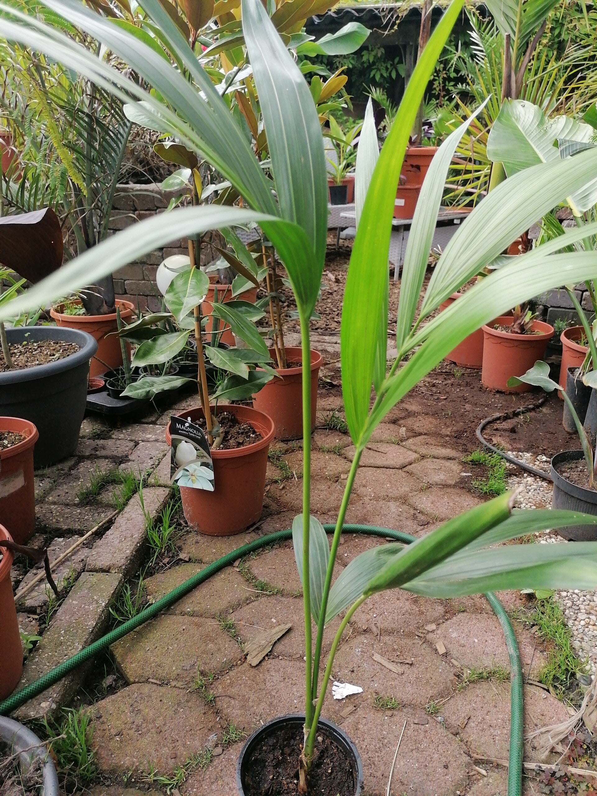 Howea forsteriana 'single trunk'