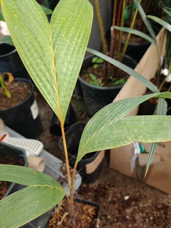 Verschaffeltia splendida