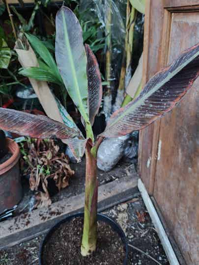 Musa super black (black banana)