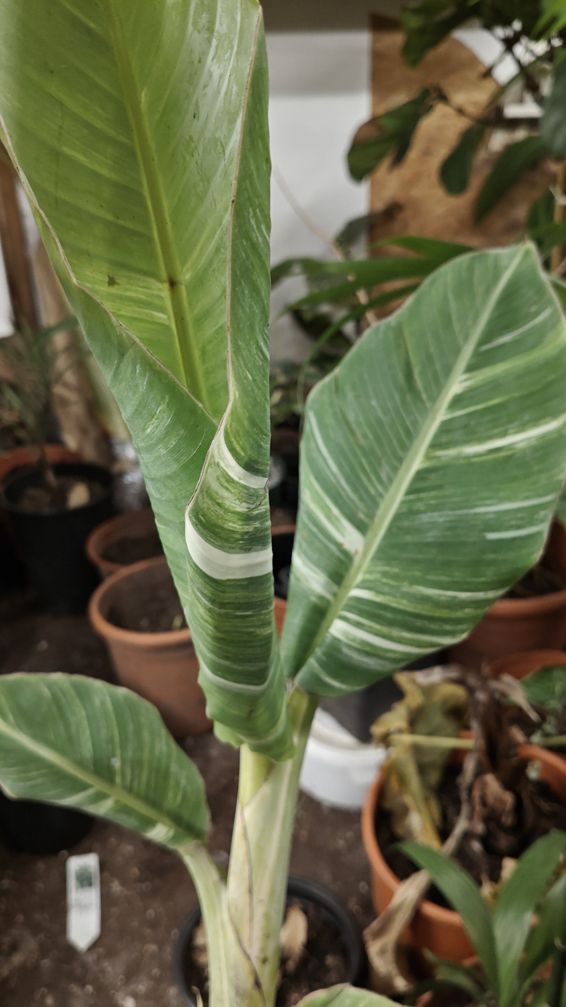 Musa Tanee variegata