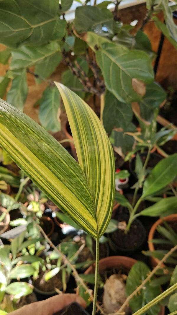 Veitchia merellii variegata