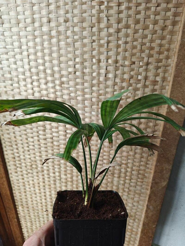 Licuala Mattanensis Mapu