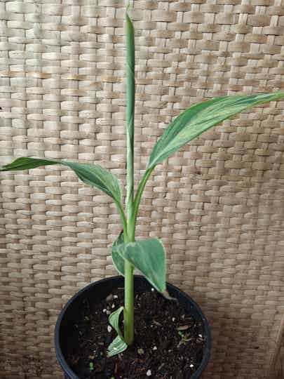 Musa Acuminata Mint Variegata