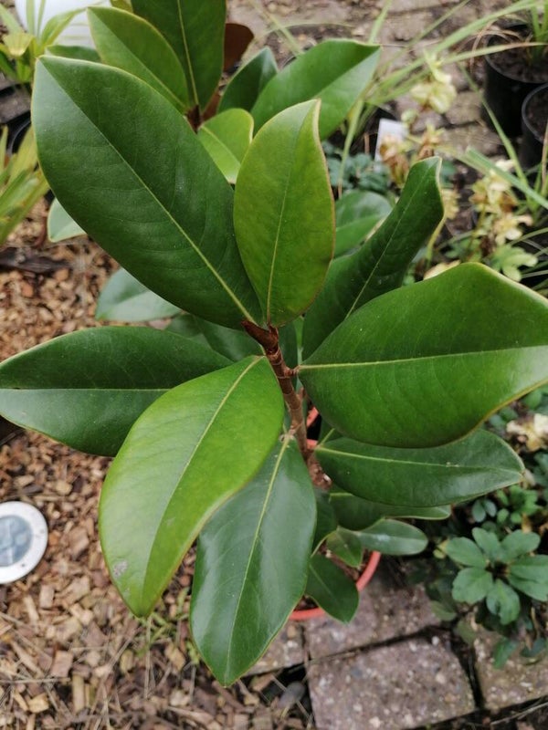 Magnolia grandiflora 'Le natais'