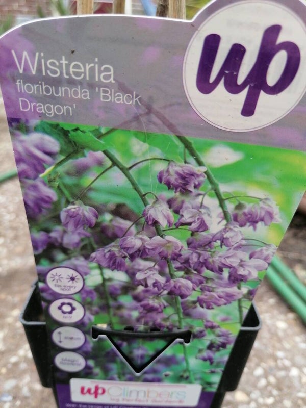 Wisteria floribunda 'Black Dragon'