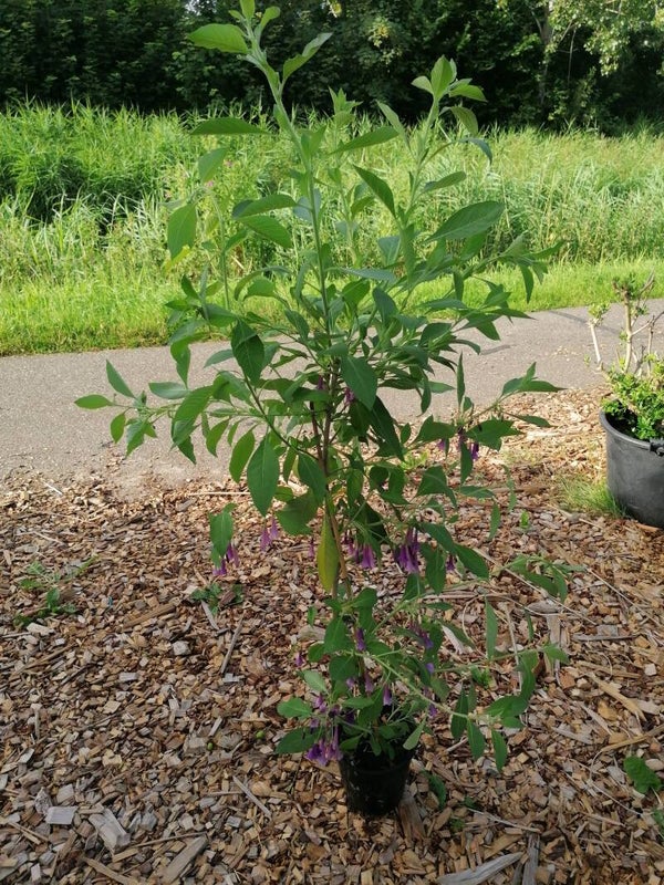 Acnistus x iochroma