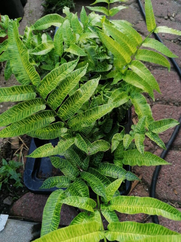 Coniogramme emeiensis