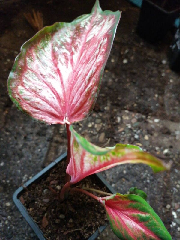 Caladium 'Pink gem'