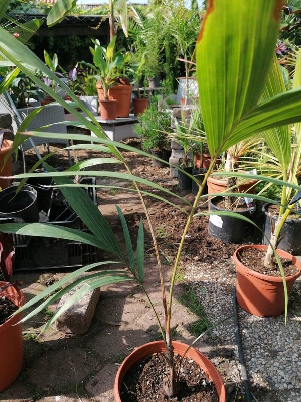 Ptychosperma macarthurii