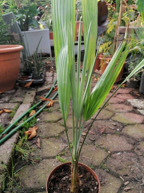 Acoelorraphe wrightii