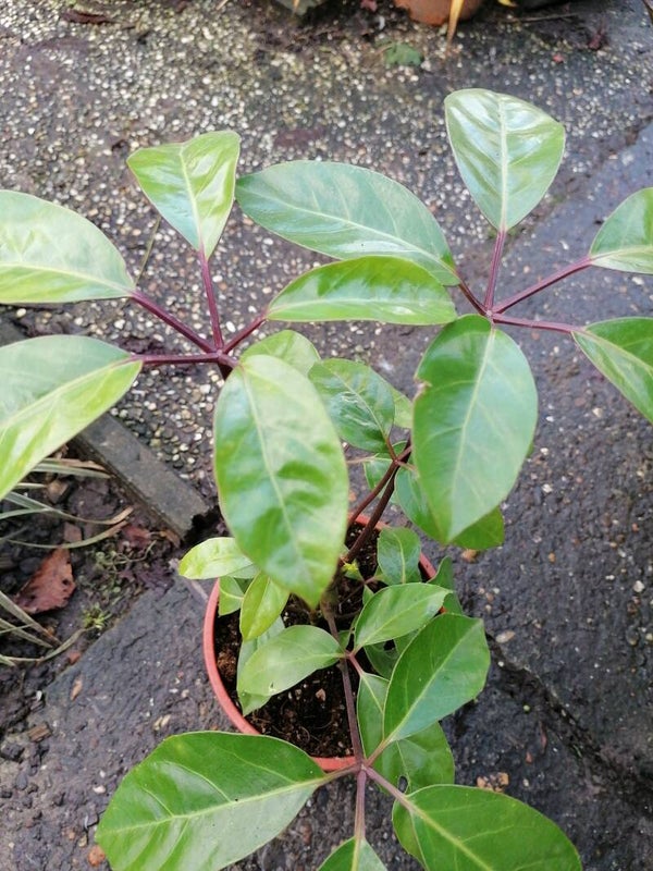 Schefflera actinophylla