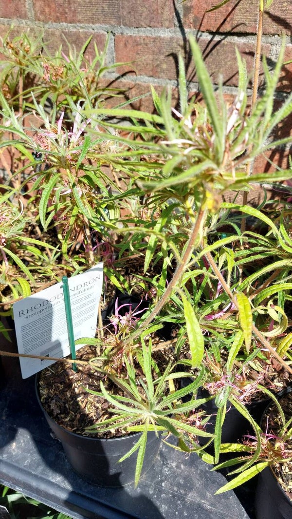 Rhododendron stenopetalum 'linearifolium'