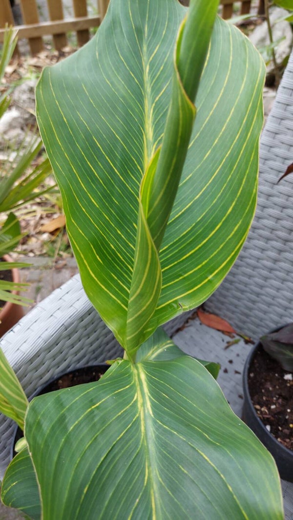 Canna tropica 'gold'