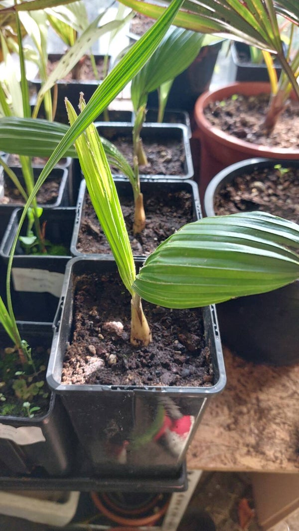 Kerriodoxa elegans