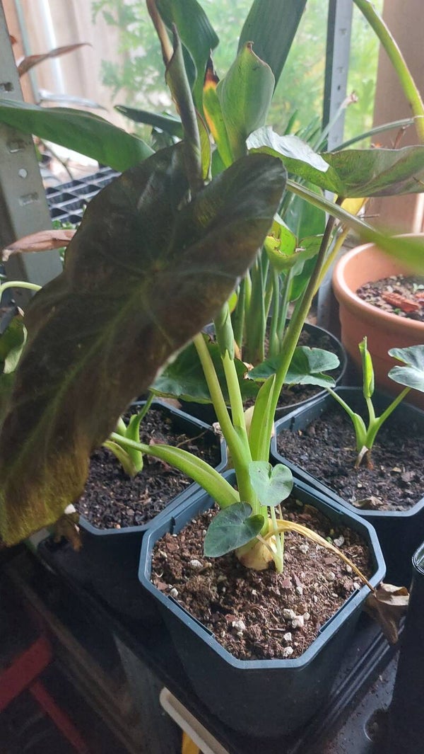 Colocasia Esculenta 'royal hawaiian aloha'