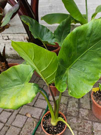 Alocasia macrorrhizos 'borneo giant'