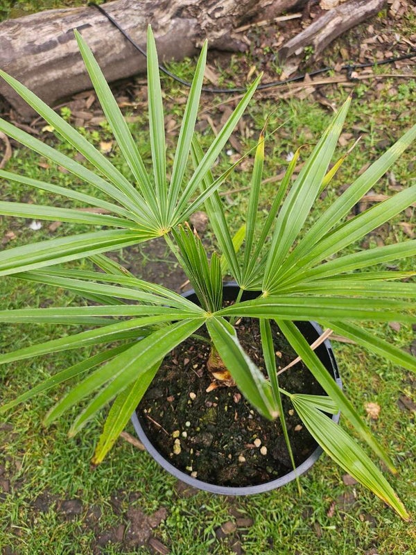Trachycarpus Wagnerianus x Princeps