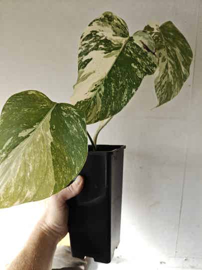 Monstera Deliciosa 'variegata