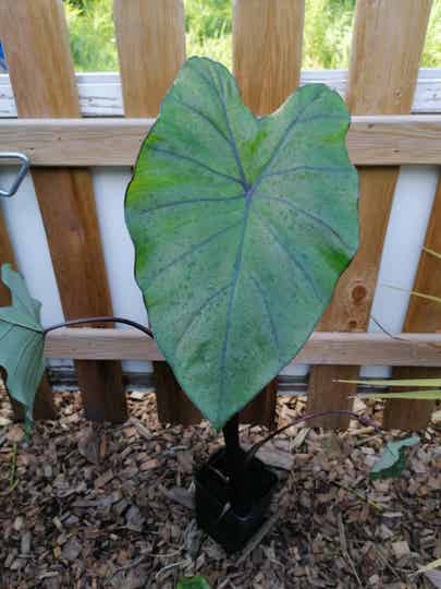 Colocasia fontanesii 'black stem'