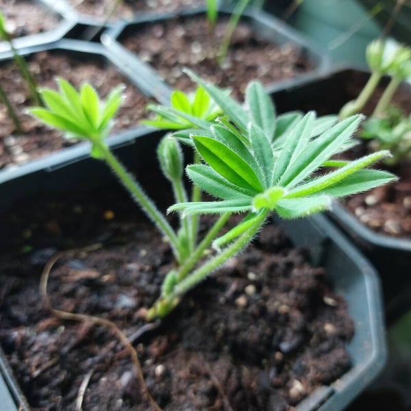 Lupinus 'gallery' red