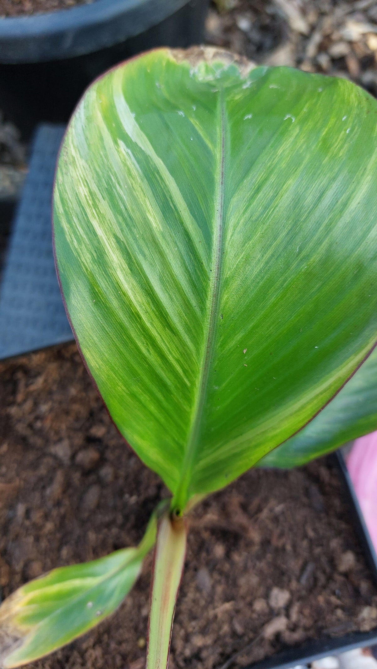 Ensete ventricosum maurelii 'varigata' | Mike's Tropical Garden