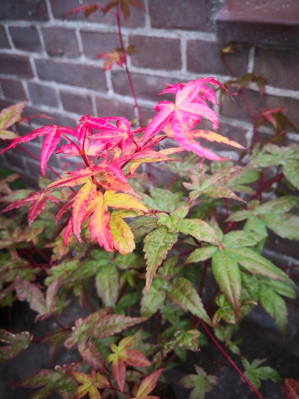 Acer Palmatum 'Beni-maiko'