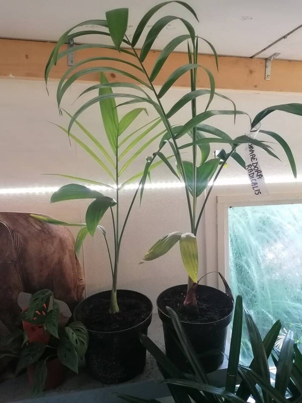 Chamaedorea Radicalis