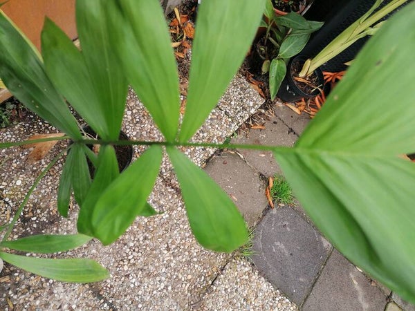 Chamaedorea Microspadix