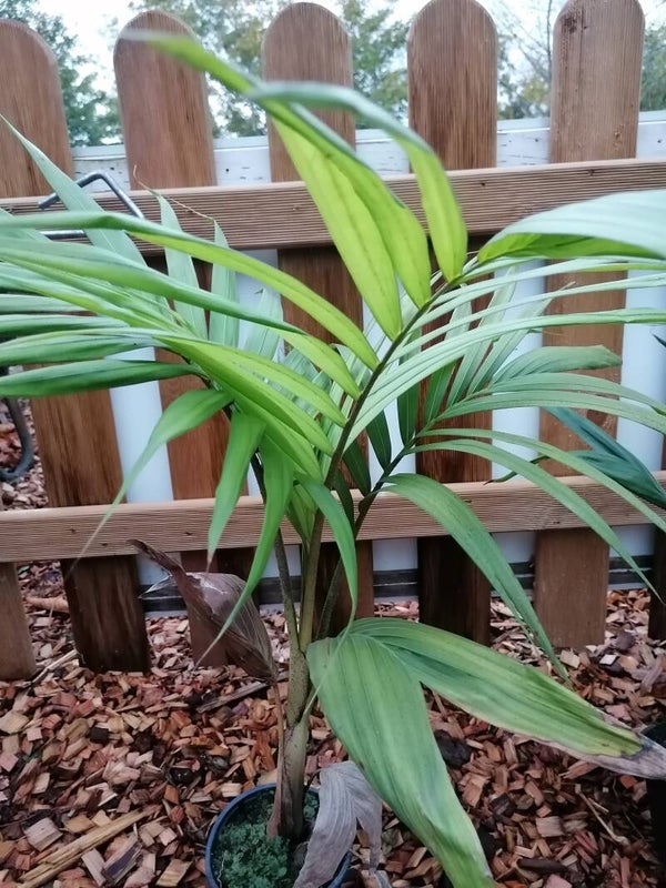 Archontophoenix Cunninghamiana