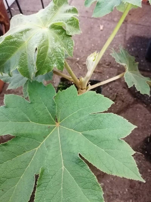 Tetrapanax Papyrifera 'Steroidal Giant'