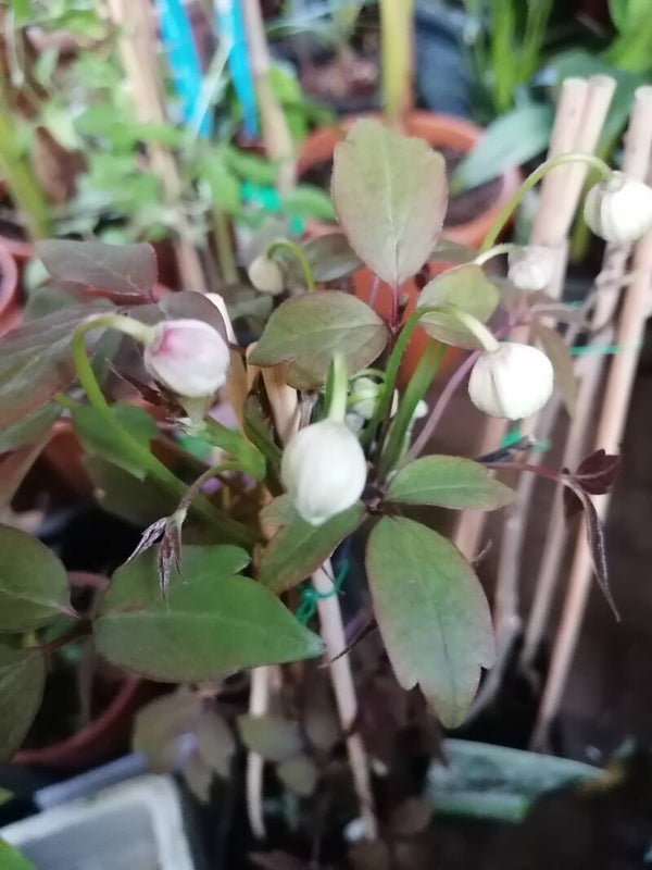 Clematis Montana Mayleen