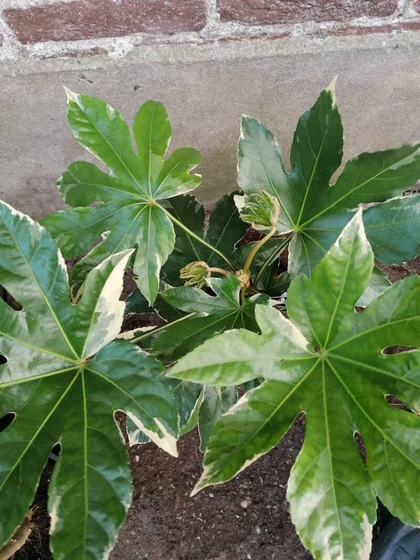 Fatsia Japonica 'Variegata'