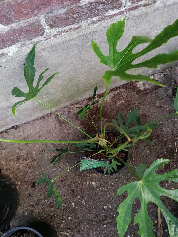 Fatsia Polycarpa 'Green vingers'