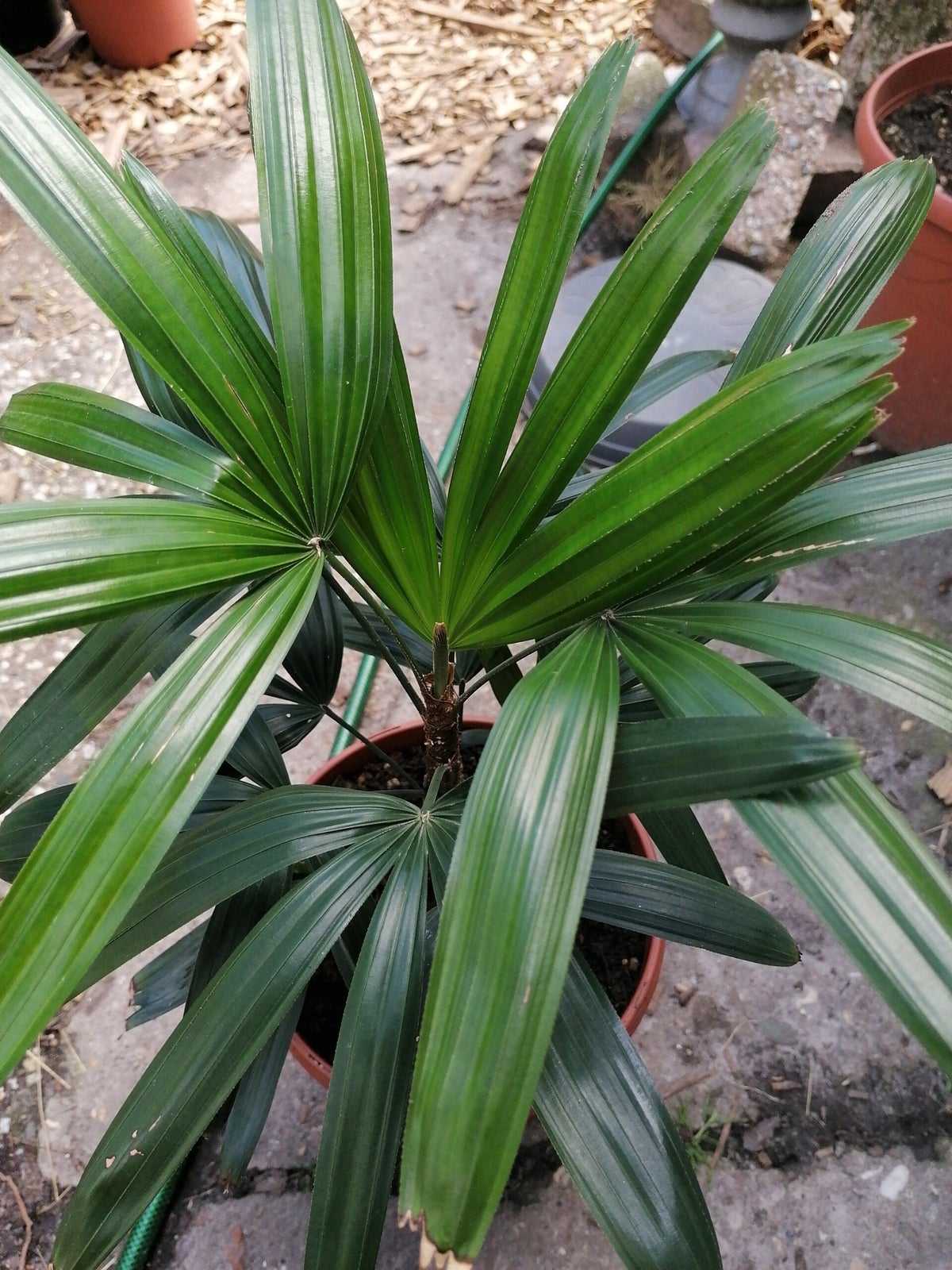 Rhapis excelsa en Baq Naturescast main image 1