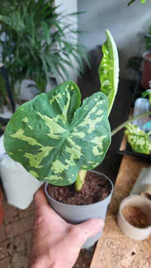 Colocasia esculenta 'Hilo beauty'