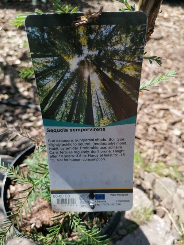 Sequoia Sempervirens