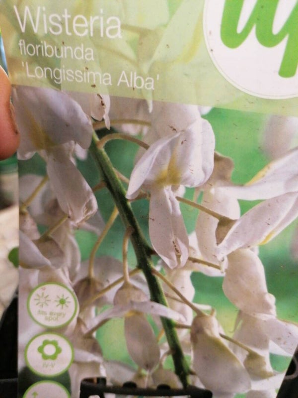 Wisteria floribunda 'Longissima Alba'