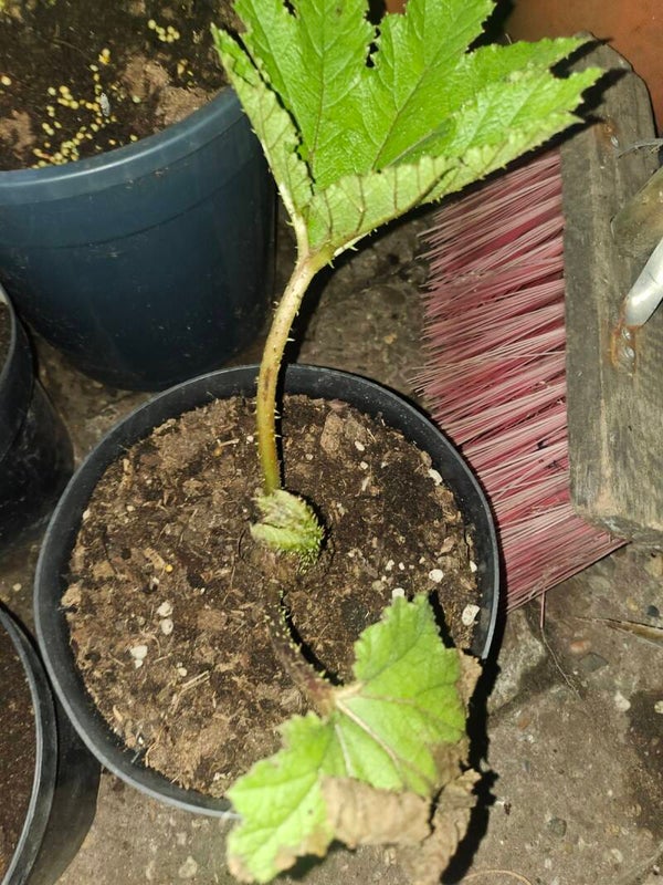Gunnera x cryptica