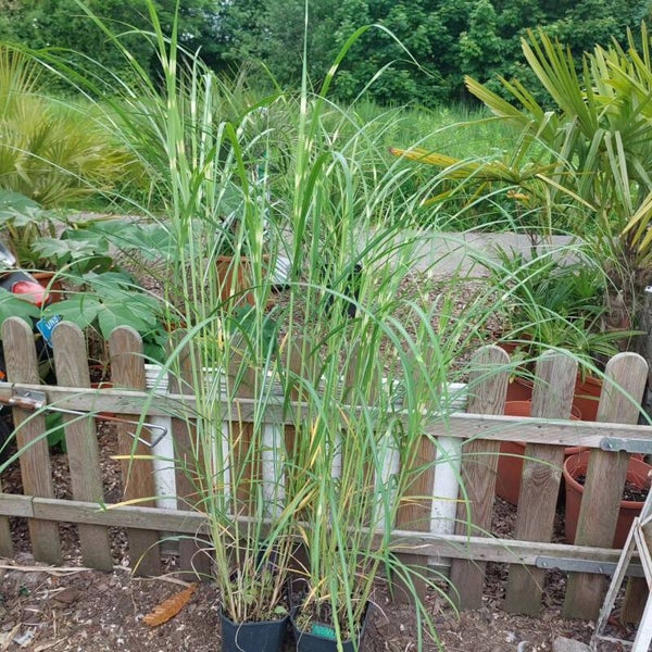 Miscanthus sinensus 'strictus'