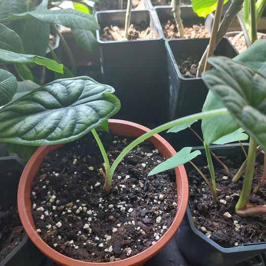 Alocasia Baginda 'dragon scale'
