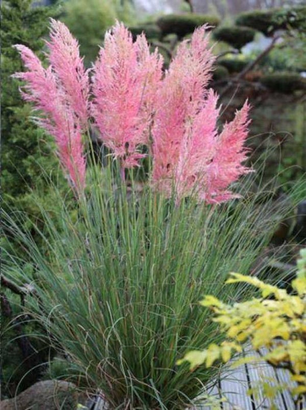 Cortaderia Selloana Rosea