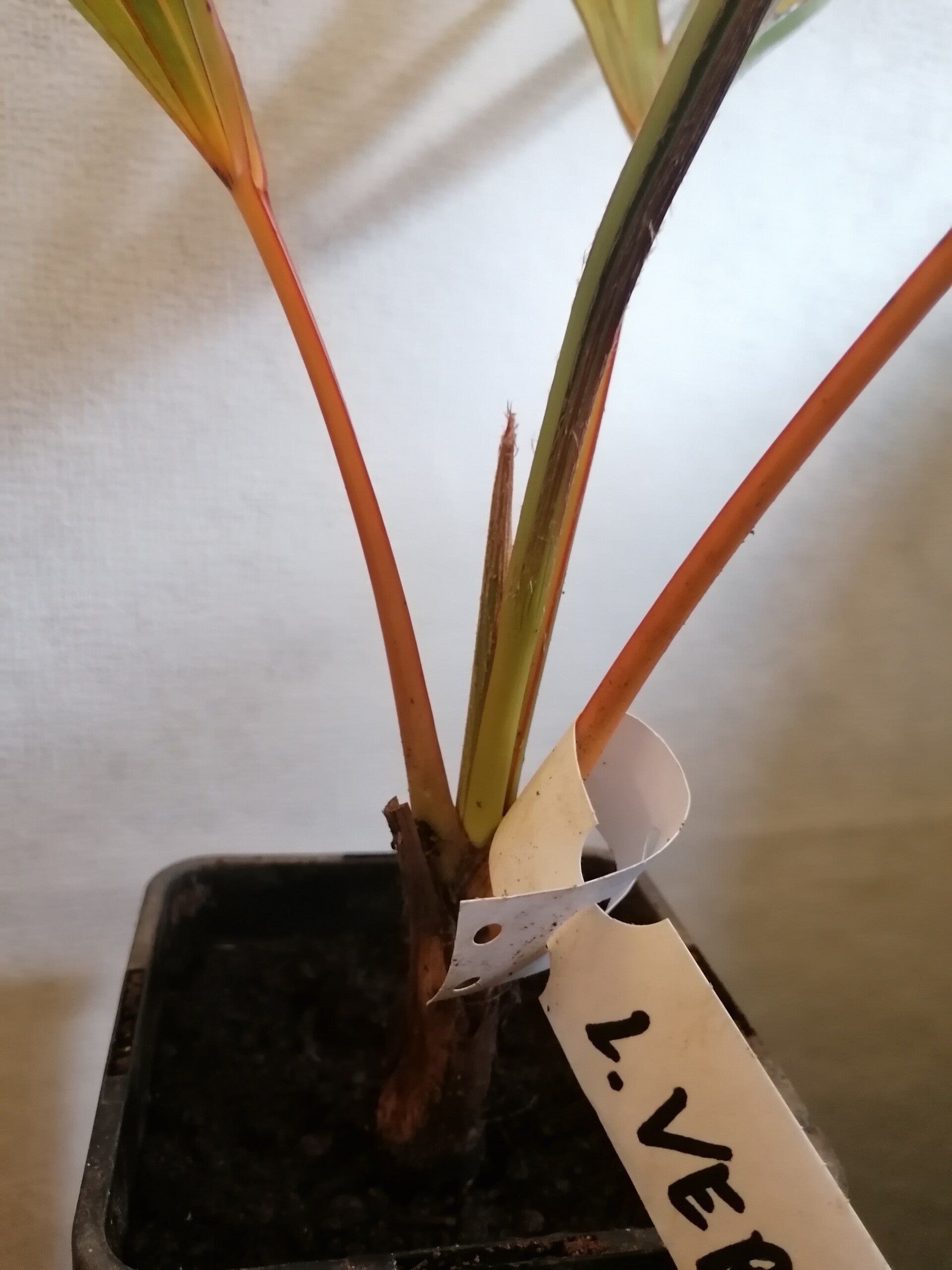 Latania Verschaffeltii