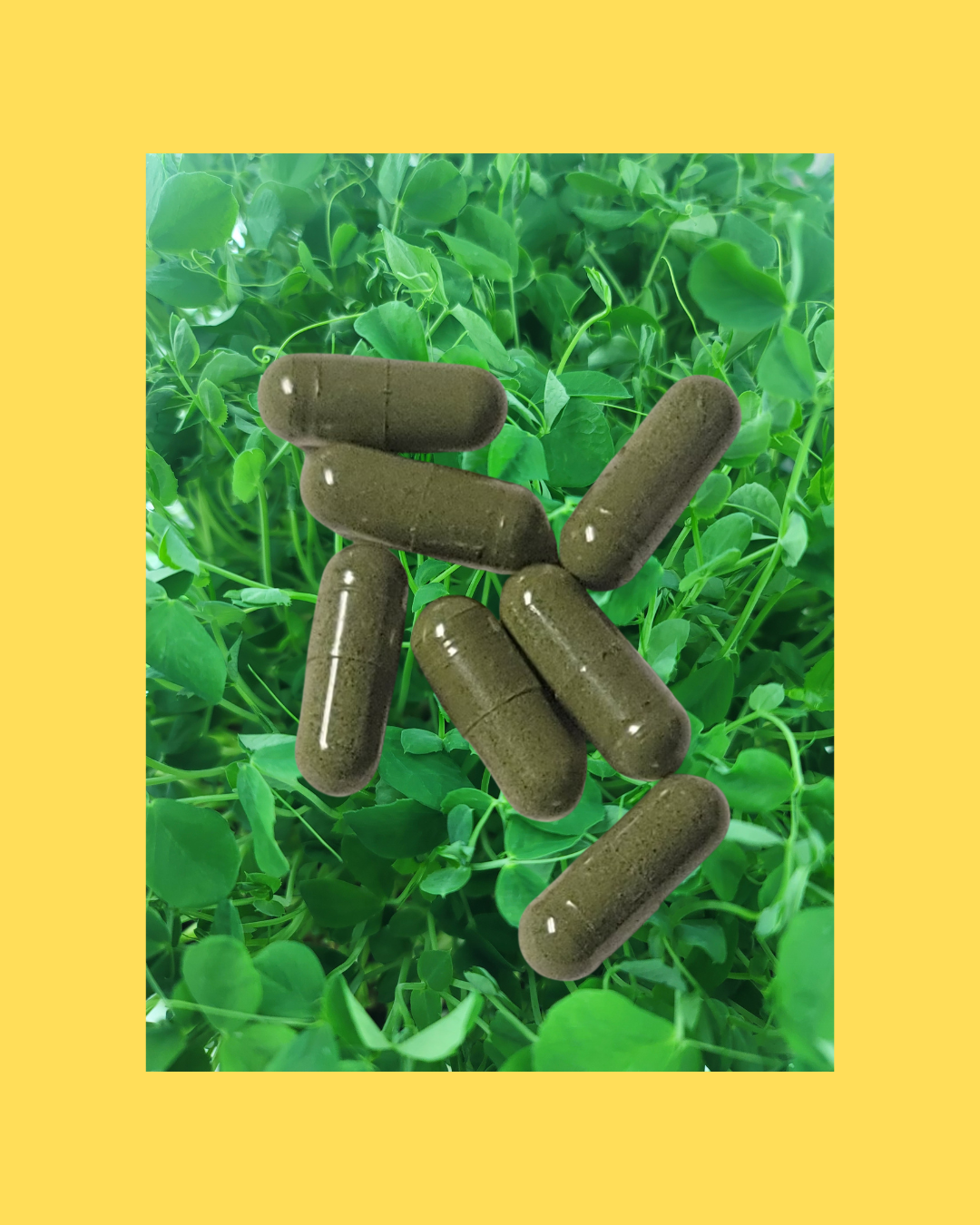 Pea Microgreens powdered/capsuled