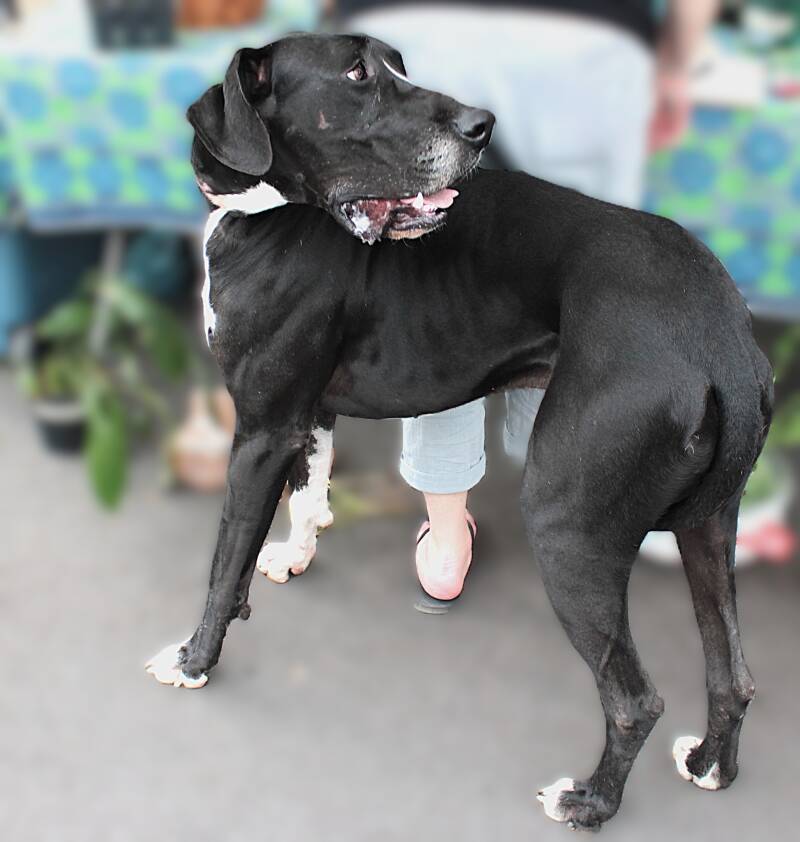 black-great-dane-dog-portrait-smoky-mountains-east-tennessee-tammy-brewer-photography-jpg-standard.jpg