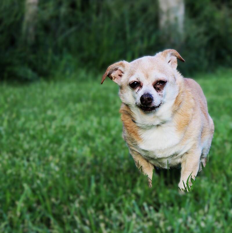 chihuahua-terrier-mix-pet-photography-smoky-mountains-east-tennessee-tammy-brewer-photography-jpg-standard.jpg